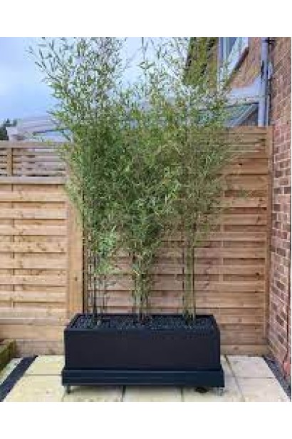 Бамбук китайский Нигра